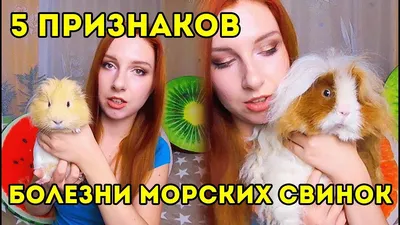 Герпес у собак - Ветеринар Карлсруэ - Центр мелких животных Арндт