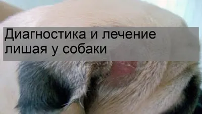 Как лечить лишай у домашних животных: кошек, котов, собак и др | Симптомы,  признаки, диагностика и способы лечения лишая у животных