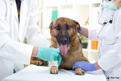 Вакцинация от лишая собак и кошек – Вакцинация против дерматофитозов у  животных