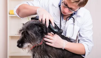 Виды лишая у собак: определяем тип заболевания | Ваши Питомцы