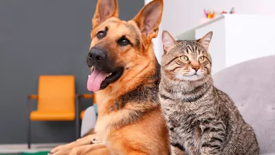 Как определить лишай у собаки - «Айболит Плюс» - сеть ветеринарных клиник
