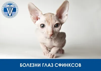 Противогрибковое средство РУП Белмедпрепараты Тербинафин, крем для  наружного применения 1% - «Как мы лечили лишай кошке сфинксу» | отзывы