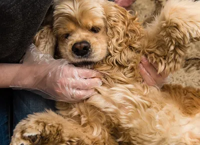 Опоясывающий лишай у собак, диагностика и лечение