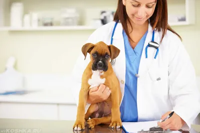 Дерматит у собак – этиология заболевания, виды, диагностика и терапия