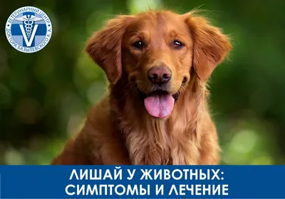 Лишай у собак | Royal Canin UA