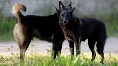 Лишай у собак и кошек, диагностика и лечение в ветцентре Воронцова