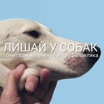 Лишай у собак | Симптомы, признаки, лечение