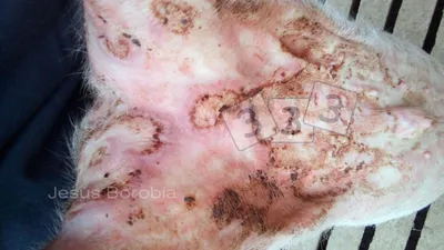 Крупные очаги поражения на коже фотографии - 24-Авг-2022 - pig333.ru, от  фермы к рынку