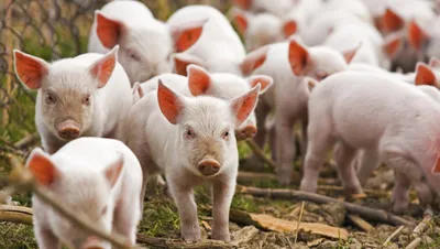 Діагностика стрептокозу свиней | UVT - постачання ветеринарної продукції.