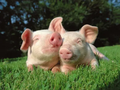Красивые Свинья В Поле — стоковые фотографии и другие картинки Без людей -  Без людей, Близко к, Близость - iStock