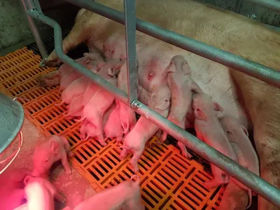 Ученые предлагают добавлять аминокислоты в рацион свиней | Ветеринария и  жизнь