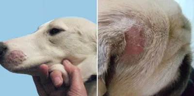 Маласезиозный дерматит собак (памятка для владельцев) | Ветеринарная  клиника доктора Шубина