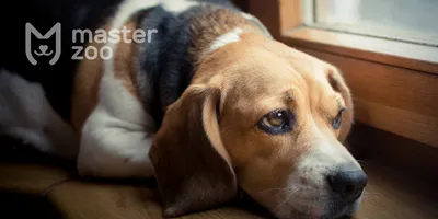 Опоясывающий лишай у собак, диагностика и лечение