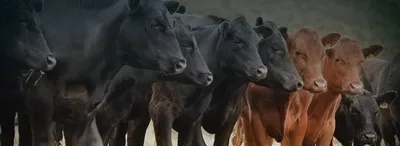 В Северном Казахстане вспышка бруцеллеза. Почему не вакцинируют больной  скот? - АПК Новости