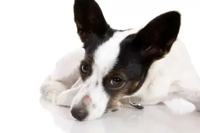 Паттерн алопеция собак | Ветеринарная клиника доктора Шубина