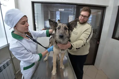 Милый щенок папильона на своей первой вакцинации - Pet Prioritet