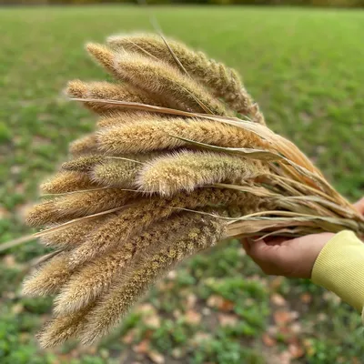 Могар Лисий хвост (Foxtail Millet)