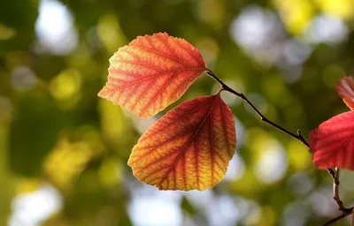 Лист Ольхи Молодое Растение Alnus — стоковые фотографии и другие картинки  Ольха - Ольха, Лист, Без людей - iStock