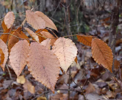 Листья ольхи осенью (много фото) - treepics.ru