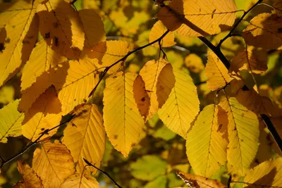 Свежие листья вяза Ровн-лист Стоковое Фото - изображение насчитывающей вяз,  природа: 93279248