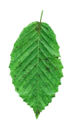 Вяз шершавый (ulmus glabra) | Ракита. Питомник растений