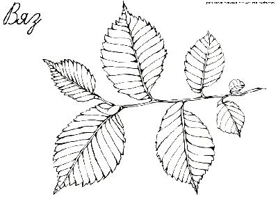 листья вяза стоковое изображение. изображение насчитывающей макрос - 6895167