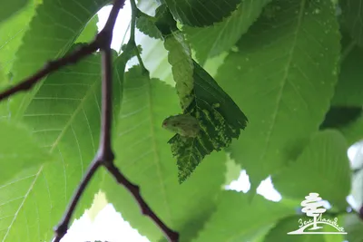 Вяз, пестролистная форма, Ulmus variegata