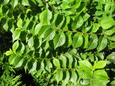 Зеленые Листья Вяза Ulmus Laevis Весной стоковое фото ©Manka 478052836