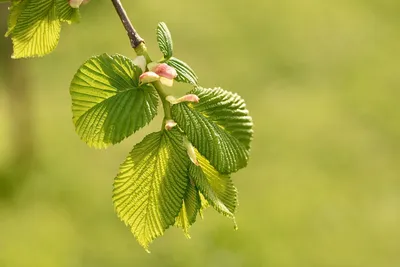 Вяз американский – дерево и древесина – Ulmus americana