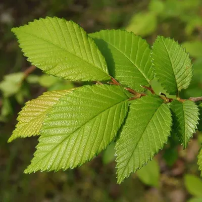 Как отличить вяз гладкий (Ulmus laevis) от вяза шершавого (Ulmus glabra) |  Дендрогулка | Дзен