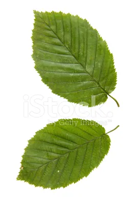 Вяз гладкий (ulmus laevis) | Ракита. Питомник растений