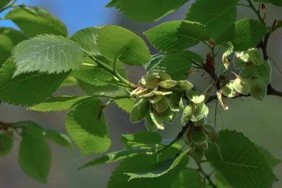 Вяз малый – дерево и древесина – Ulmus minor