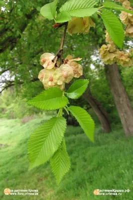 картинки : лист, Растения, цветок, цветущее растение, Вяз, beaked hazelnut,  дерево, филиал, Ветка, Семья вяза, Стебель растения, Семейство березы  5158x3309 - stepaspe - 1589451 - красивые картинки - PxHere