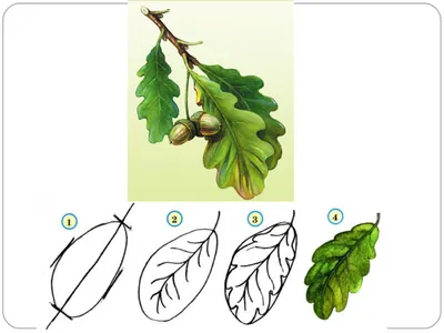 Взрослые листья кустарника - скачать бесплатно текстурные атласы и декали,  Substance PBR материал в высоком разрешении