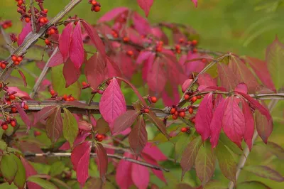 Кустарник с красной листвой осенью - 58 фото