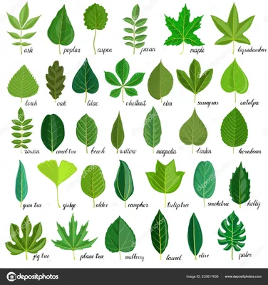 зеленые листья деревьев и кустарников Иллюстрация вектора - иллюстрации  насчитывающей здорово, весна: 221054937