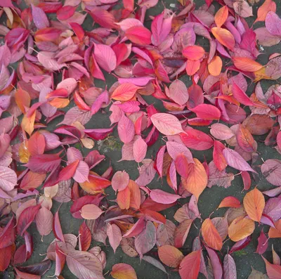 Кустарник с красными листьями осенью (67 фото) - 67 фото