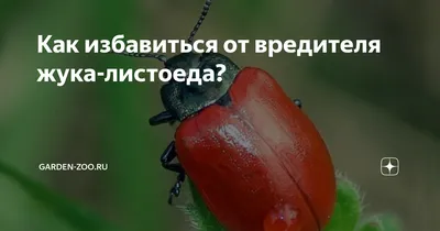 Борьба с самыми распространенными садовыми вредителями: эффективные  препараты, проверенные способы и прочие советы | Дачные истории | Дзен