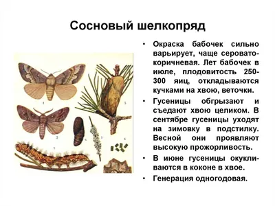 Вредители комнатных растений: фото и как с ними бороться