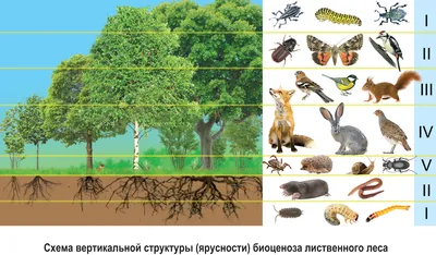 Вредители леса насекомые - 88 фото