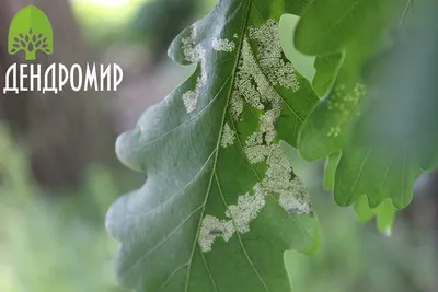 Листогрызущие совки. Описание и методы борьбы