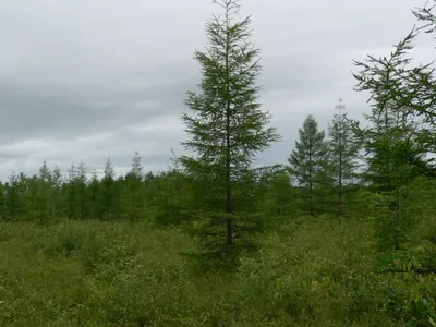 Лиственница даурская — Larix dahurica Turcz. / Женьшень