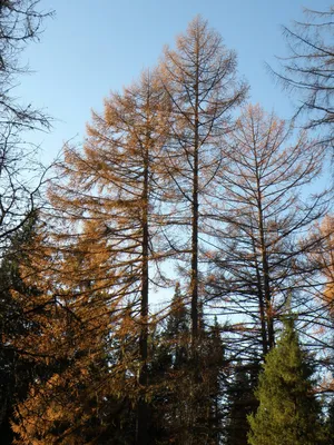 Larix gmelinii var. olgensis - Лиственница Гмелина | Mustila