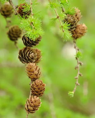 Лиственница даурская (гмелина) Принца Руппрехта Larix gmelinii var.  Principis Rupprechtii - купить декоративные и хвойные растения с доставкой  по Украине в магазине Добродар