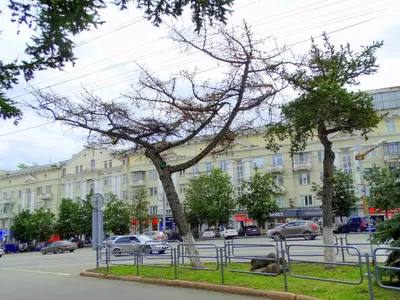 В Челябинске двух чиновников уволили из-за спиленной столетней лиственницы  - РИА Новости, 08.06.2021