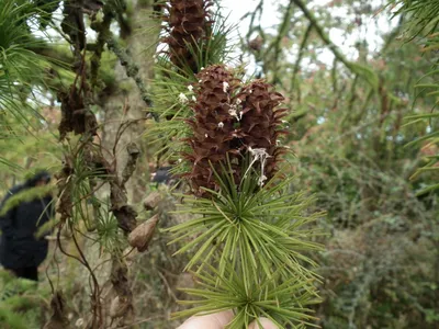 MW0155987, Larix dahurica (Лиственница даурская), specimen