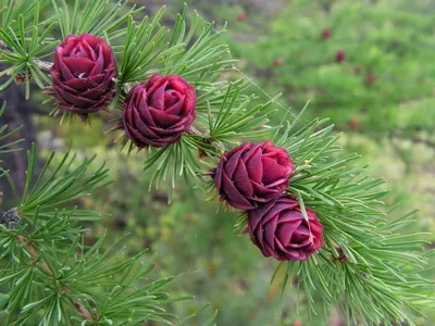 Лиственница даурская (Larix dahurica) / Статьи / Древесные породы мира