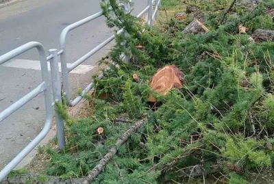 Лиственница Гмелина (Larix gmelinii)