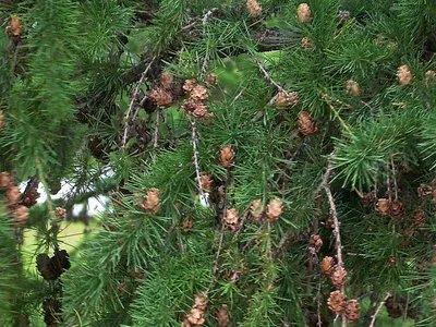 Лиственница даурская (лиственница Гмелина) Larix dahurica Laws. (L.  dahurica Turcz. et Trautv., L. gmelinii (Rupr.) Rupr.)