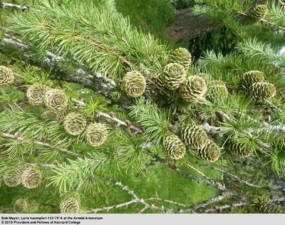 Лиственница Гмелина (Larix gmelinii)